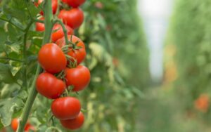 coffee grounds for tomato plants