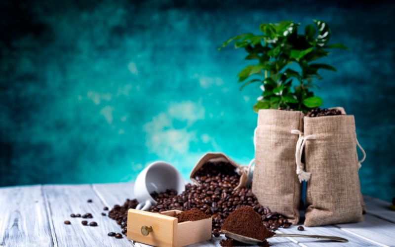 coffee grounds for plants